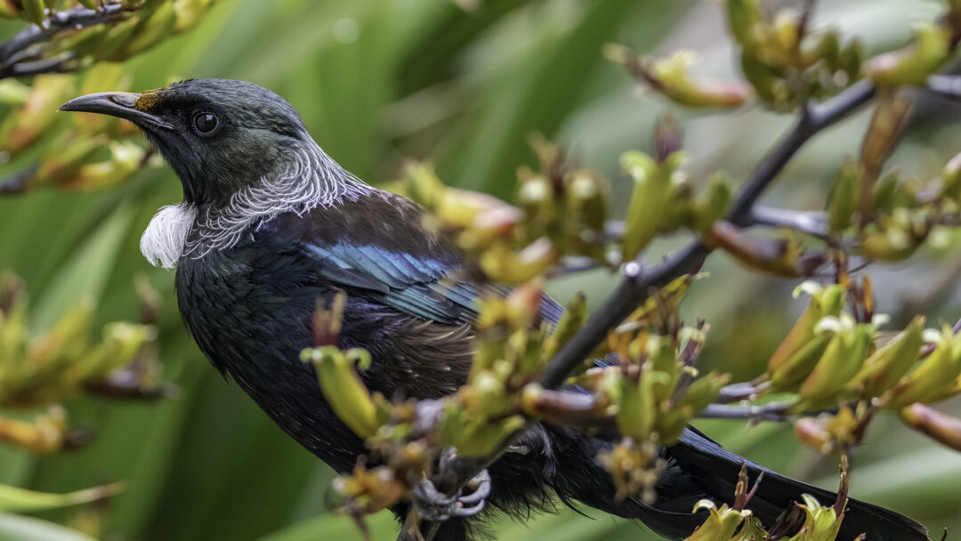 Native New Zealand tūī. Animal portraits and pet photography by Rob Neil photographer
